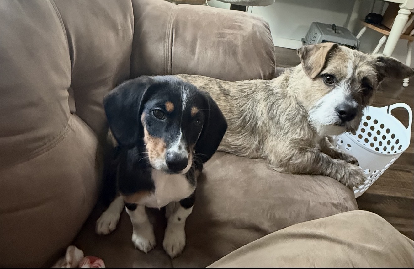 Two family dogs resting together on a sofa