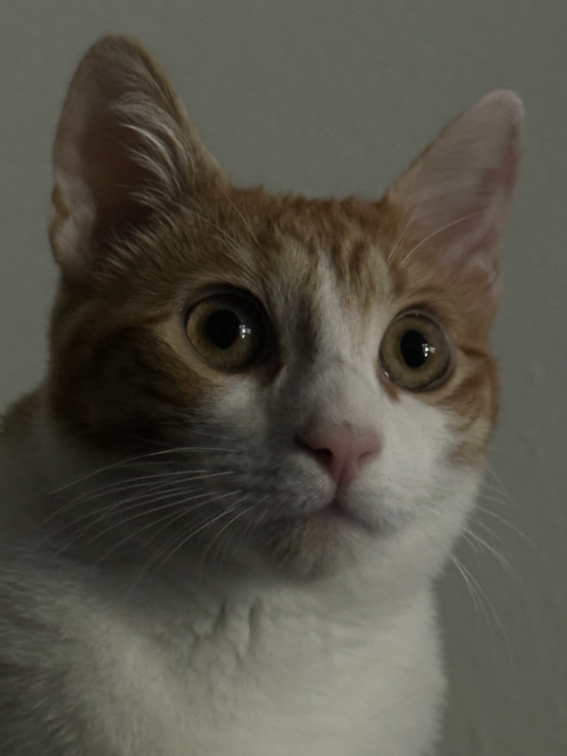 An orange and white cat looking into the camera