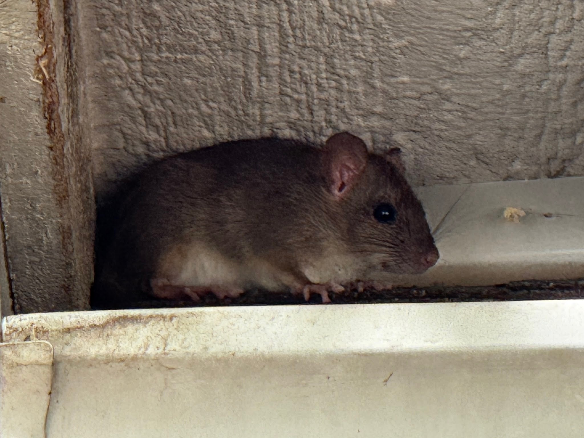Live rat after an exclusion was completed