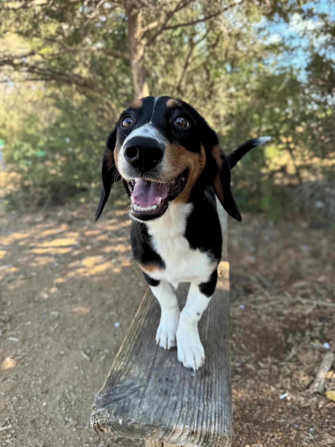 Bugs, a joyful black, tan, and white long-eared dog, standing outdoors in North Texas