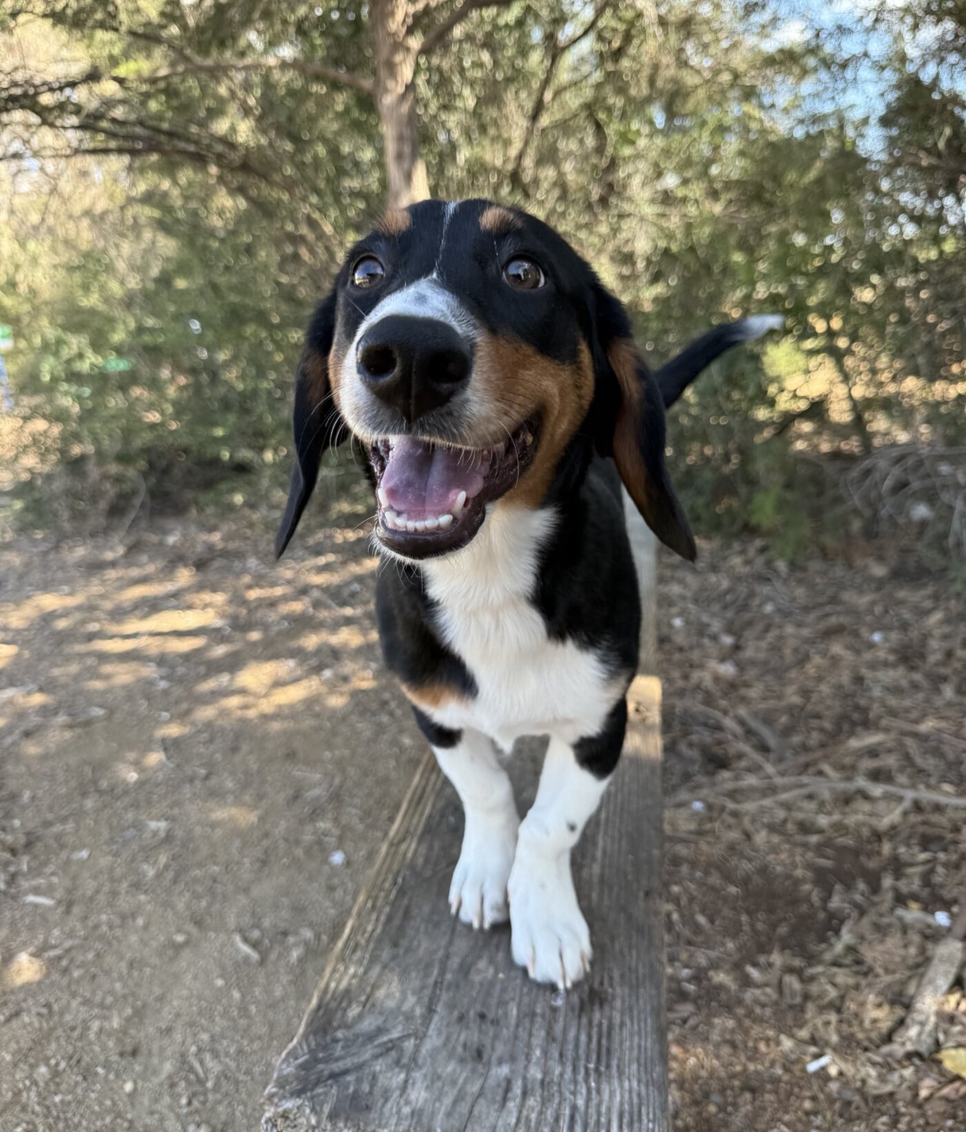 Bugs, a black, tan, and white long-eared dog, standing outdoors in North Texas