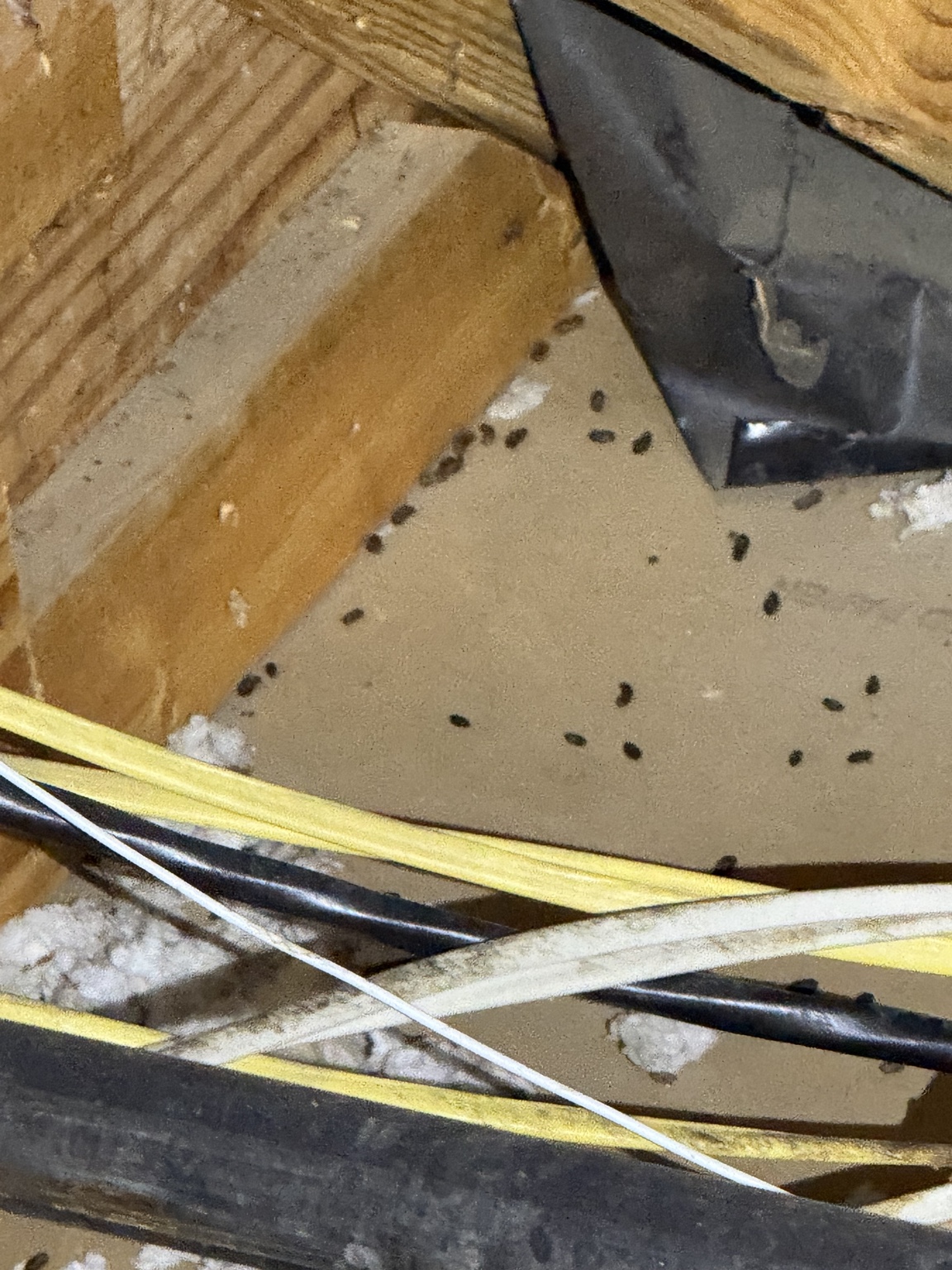 Mouse droppings and construction materials in an attic area