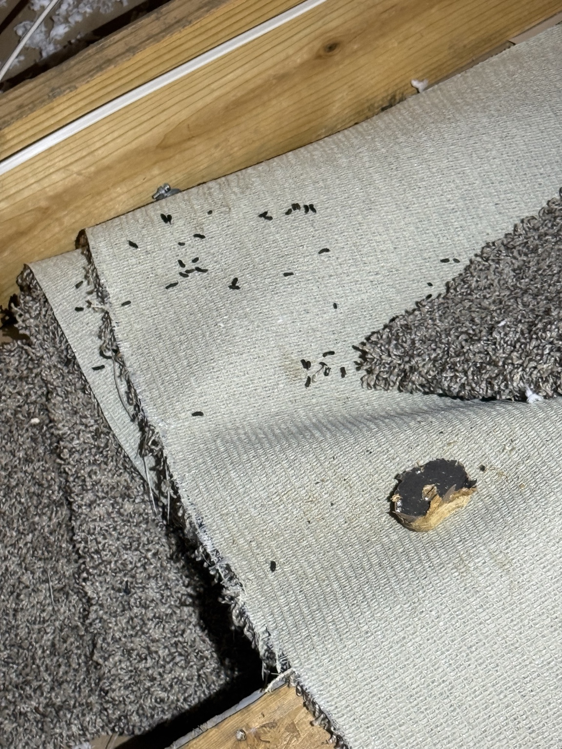 Mouse droppings in attic insulation and materials