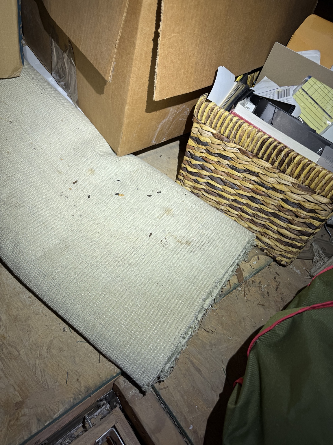 Mouse droppings visible near stored household items in an attic area