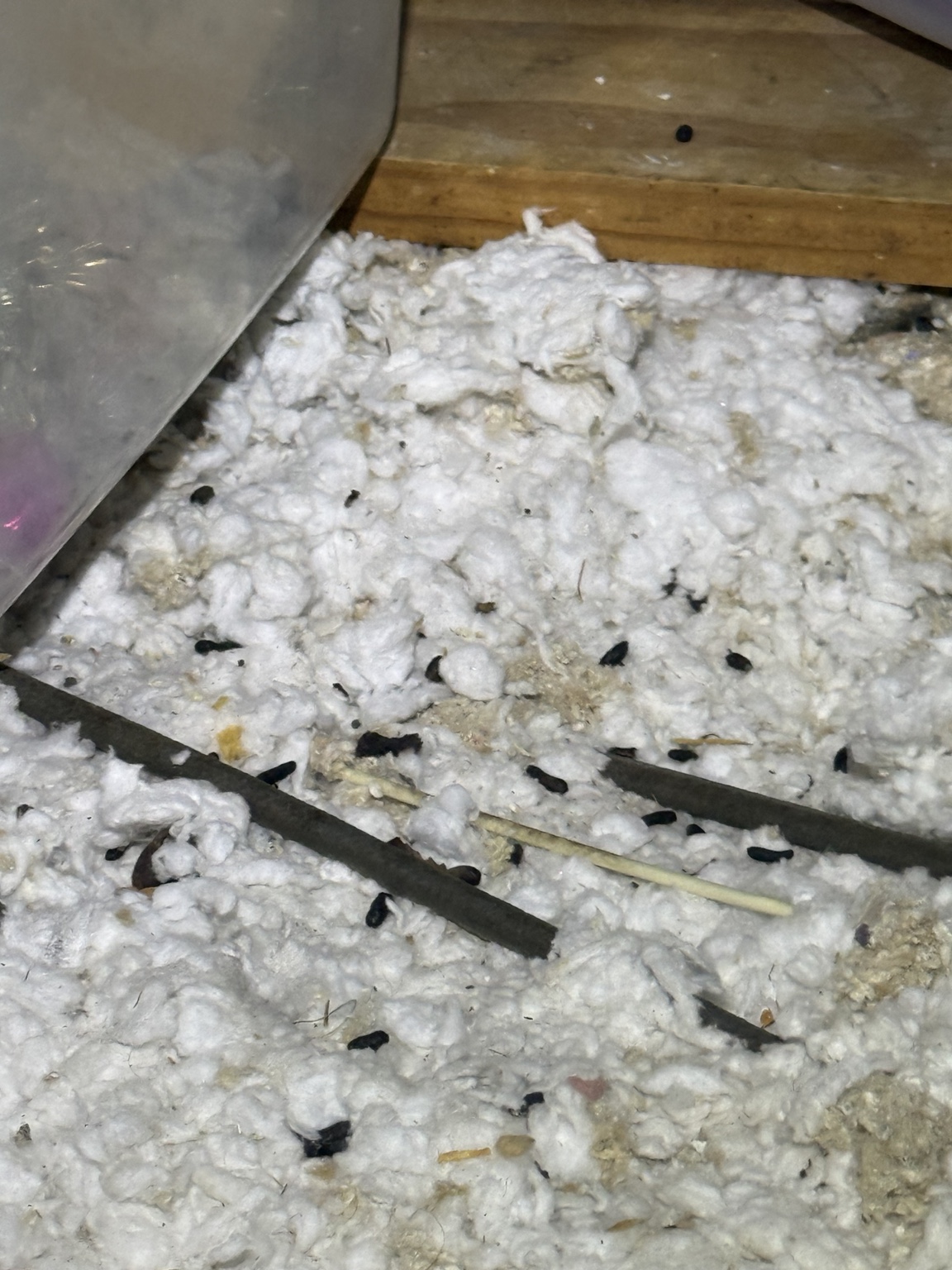 Rat droppings visible in attic insulation