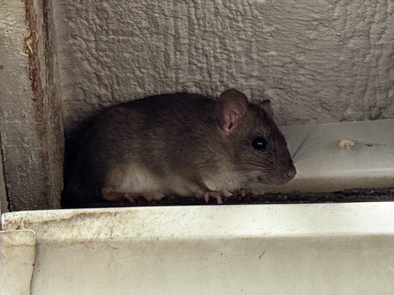 Live rat outside beside a home's foundation after exclusion work was completed