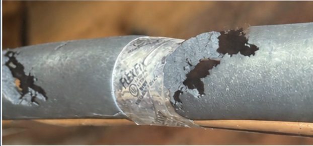 Chewed pipe and wiring damage associated with squirrel activity