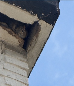 Squirrel entry point with an open route for squirrels to exit