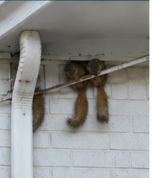 Squirrels sitting outside a home after their exit route is complete