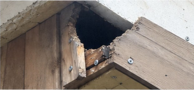 Structural opening in a wood roofline caused by squirrel damage